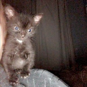 Meet your Posher, Kala